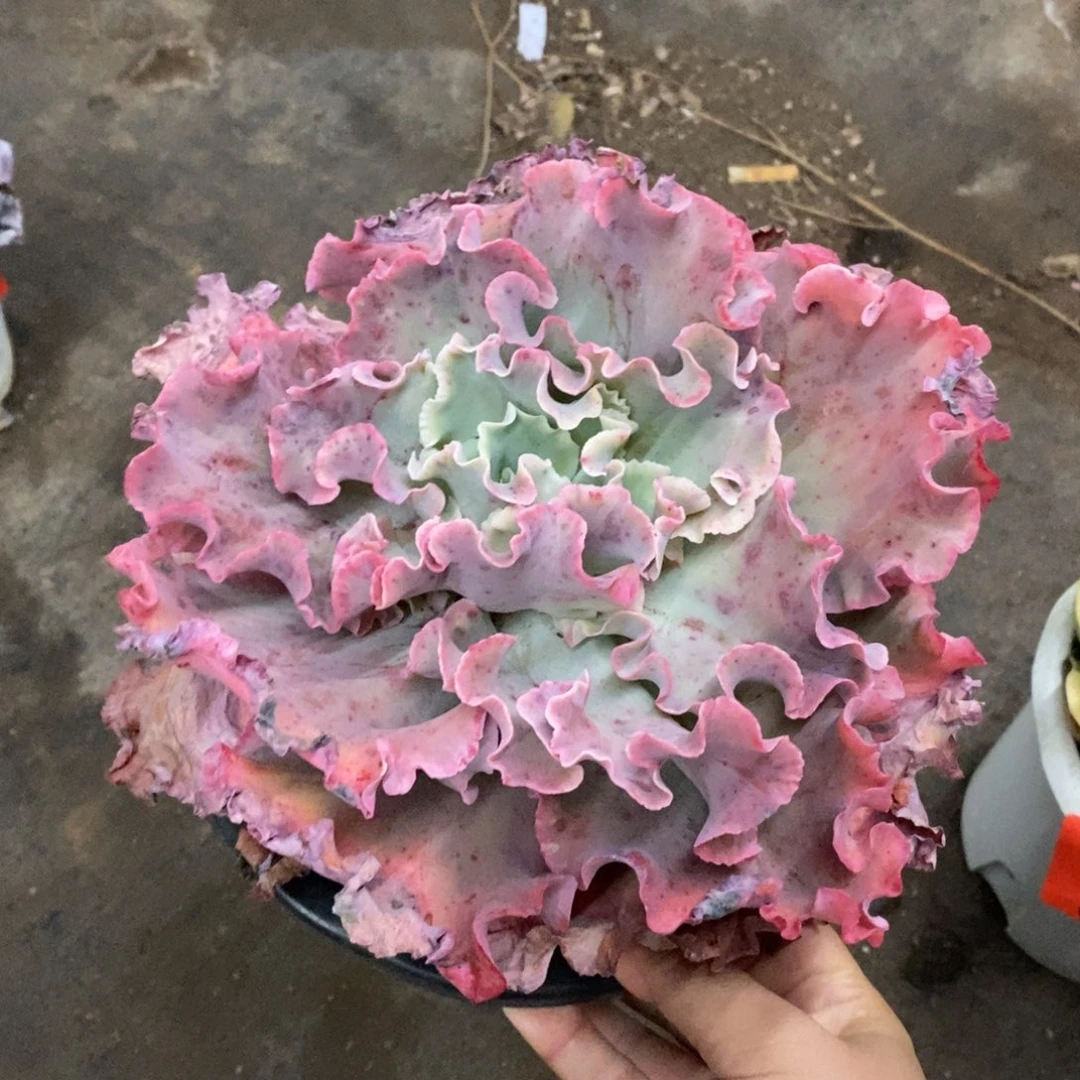 高砂之翁大单头老桩