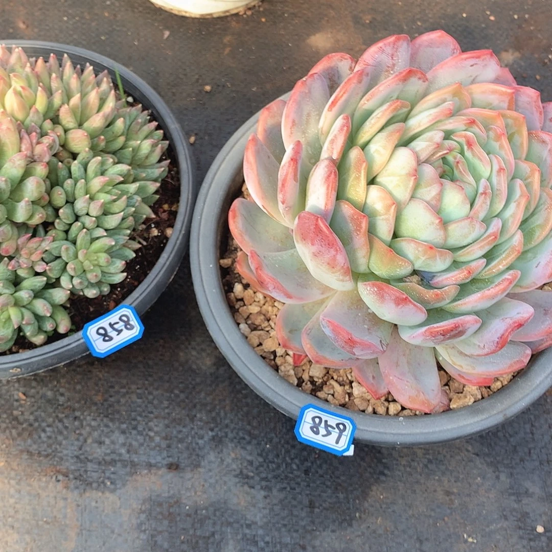 859全明星 一物一拍多肉