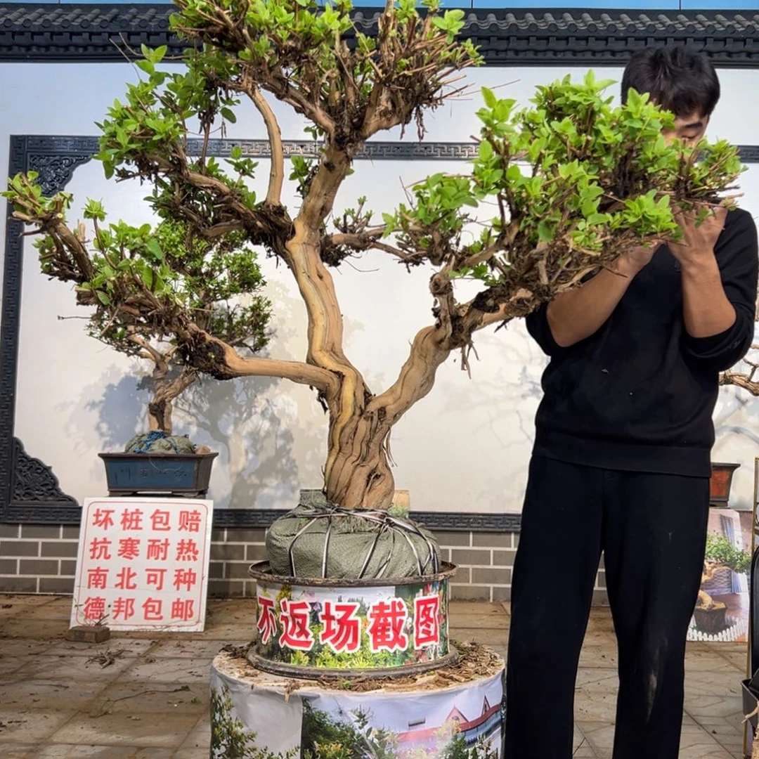 无花朵金银花开花18889988988