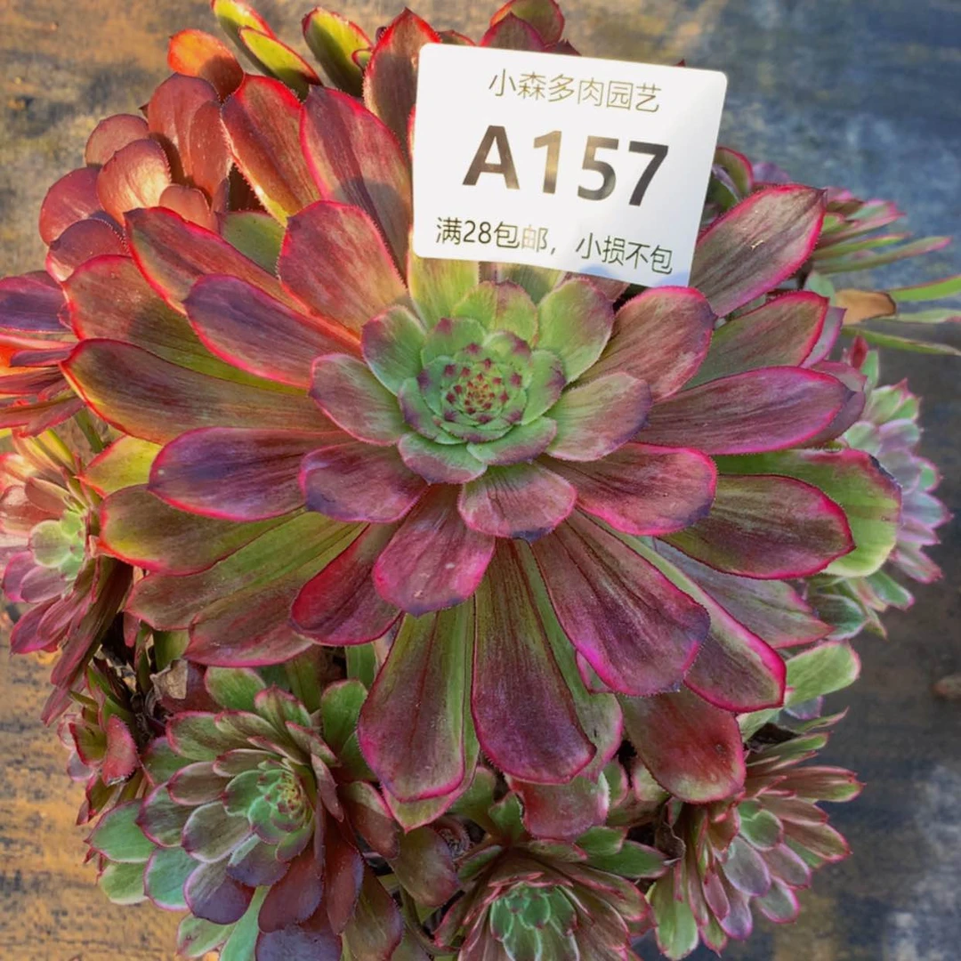 【闪购商品】艺*157水墨多肉