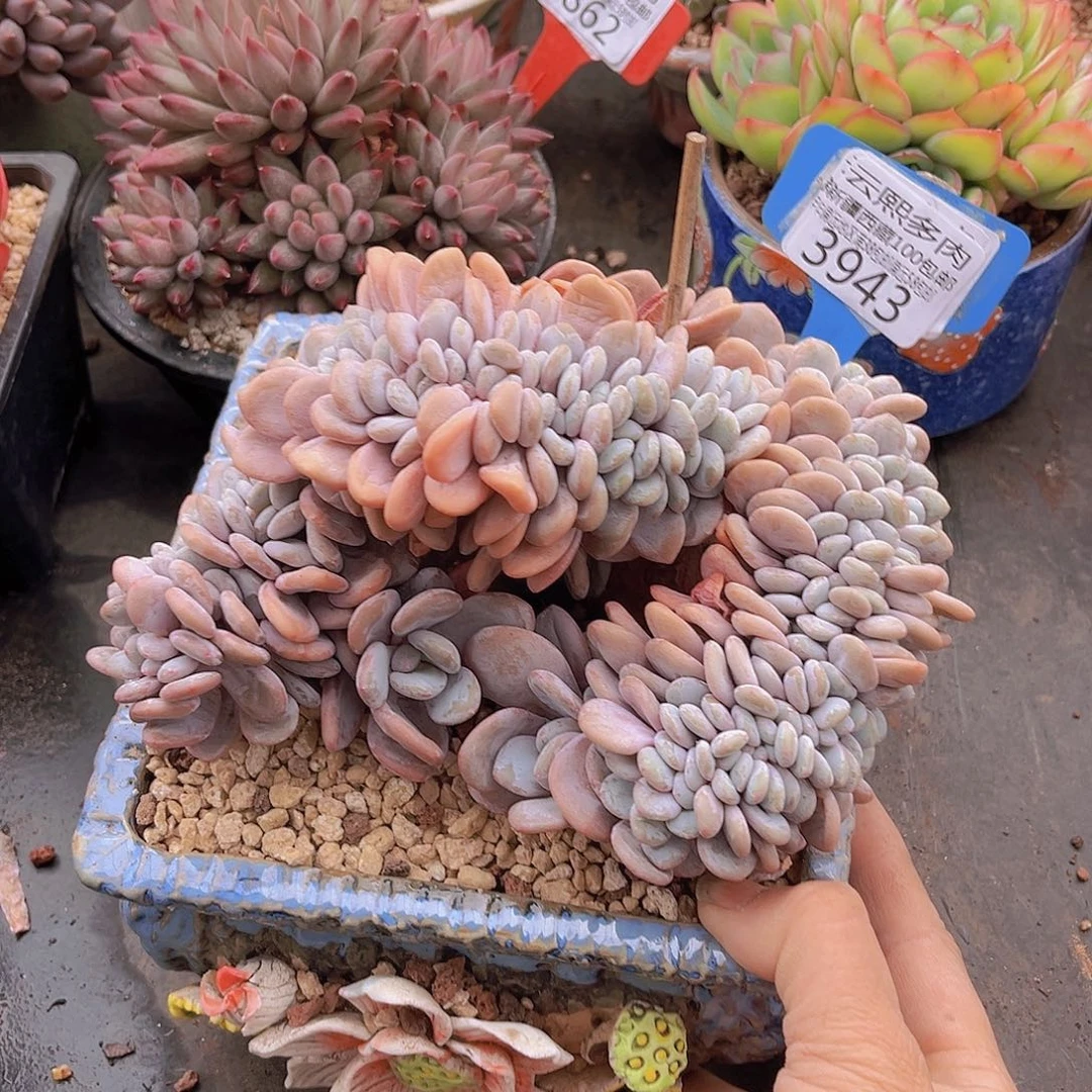 3943粉兔缀多肉植物