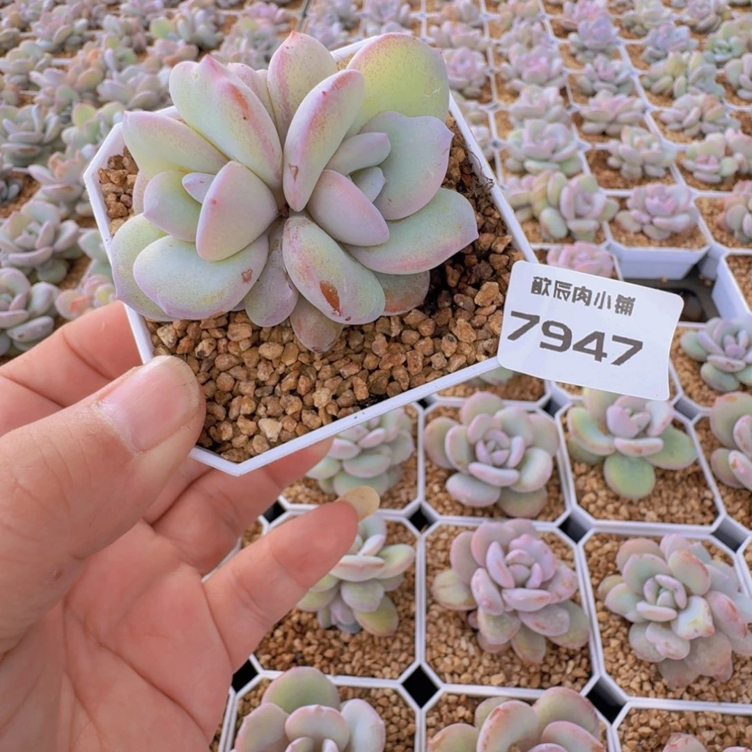 多肉植物奶茶双头7947