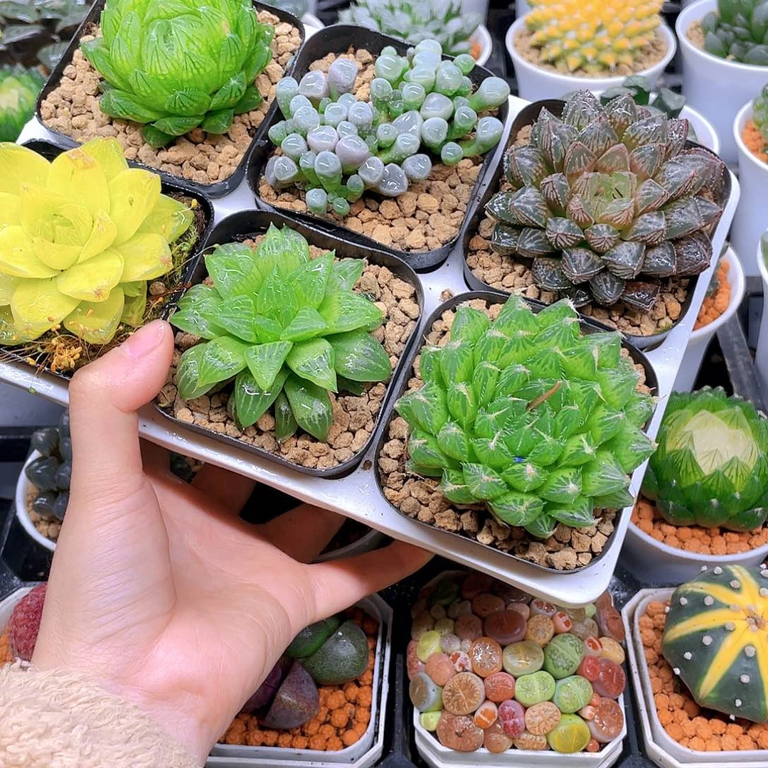 玉露六件套多肉，原盆