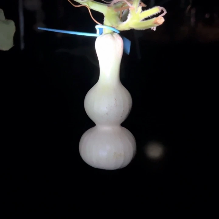 大***刚葫芦葫芦葫芦葫芦