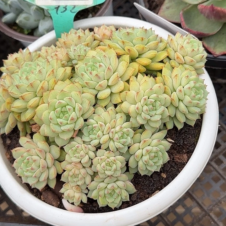 熊猫脸惊鸿一物一拍包装收缩花旱