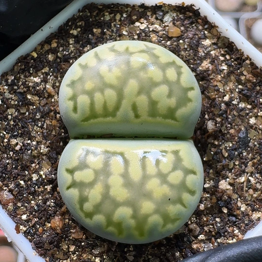 生石花111111。   286