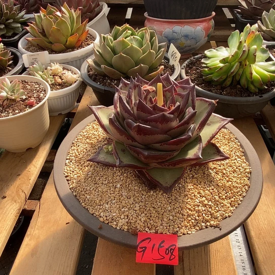 ～**～多肉植物多肉植物1508