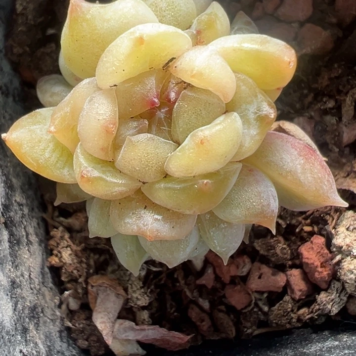 多肉植物三头一颗一颗颗