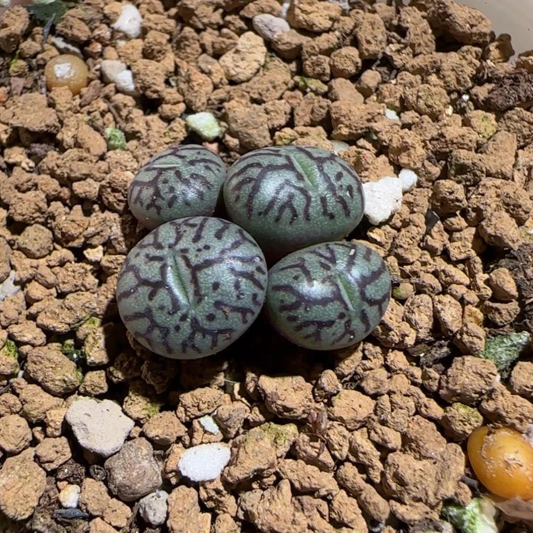 肉锥多肉植物组合-墨257