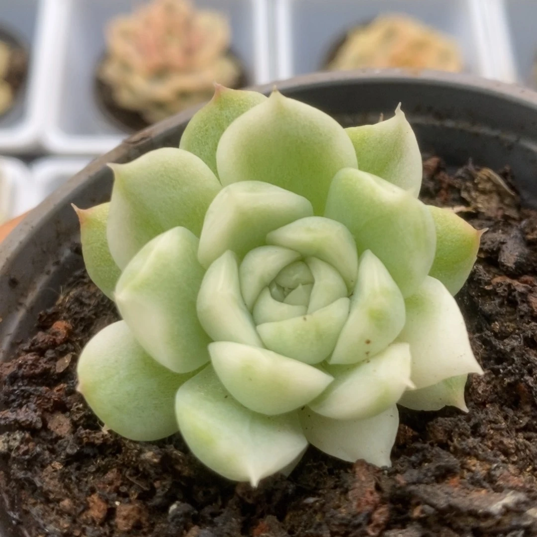 307白瓷麦秆锦锦锦锦锦锦