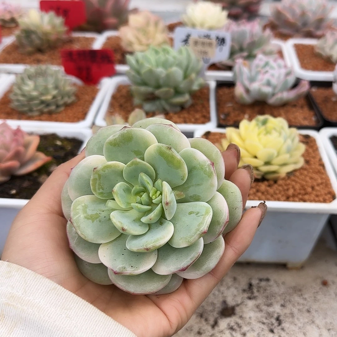 韩*直223香草锦多肉植物