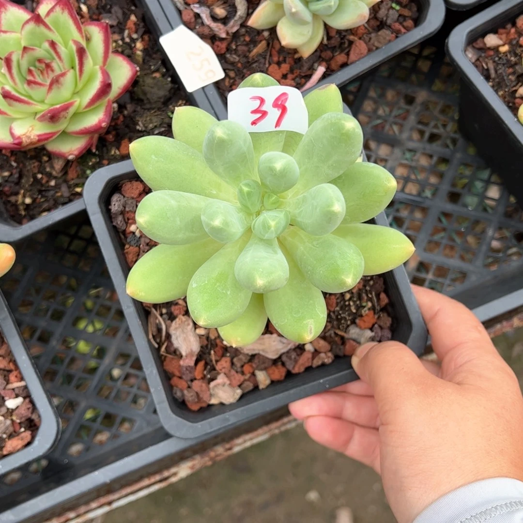 【闪购商品】暗纹芒果。39。11111111