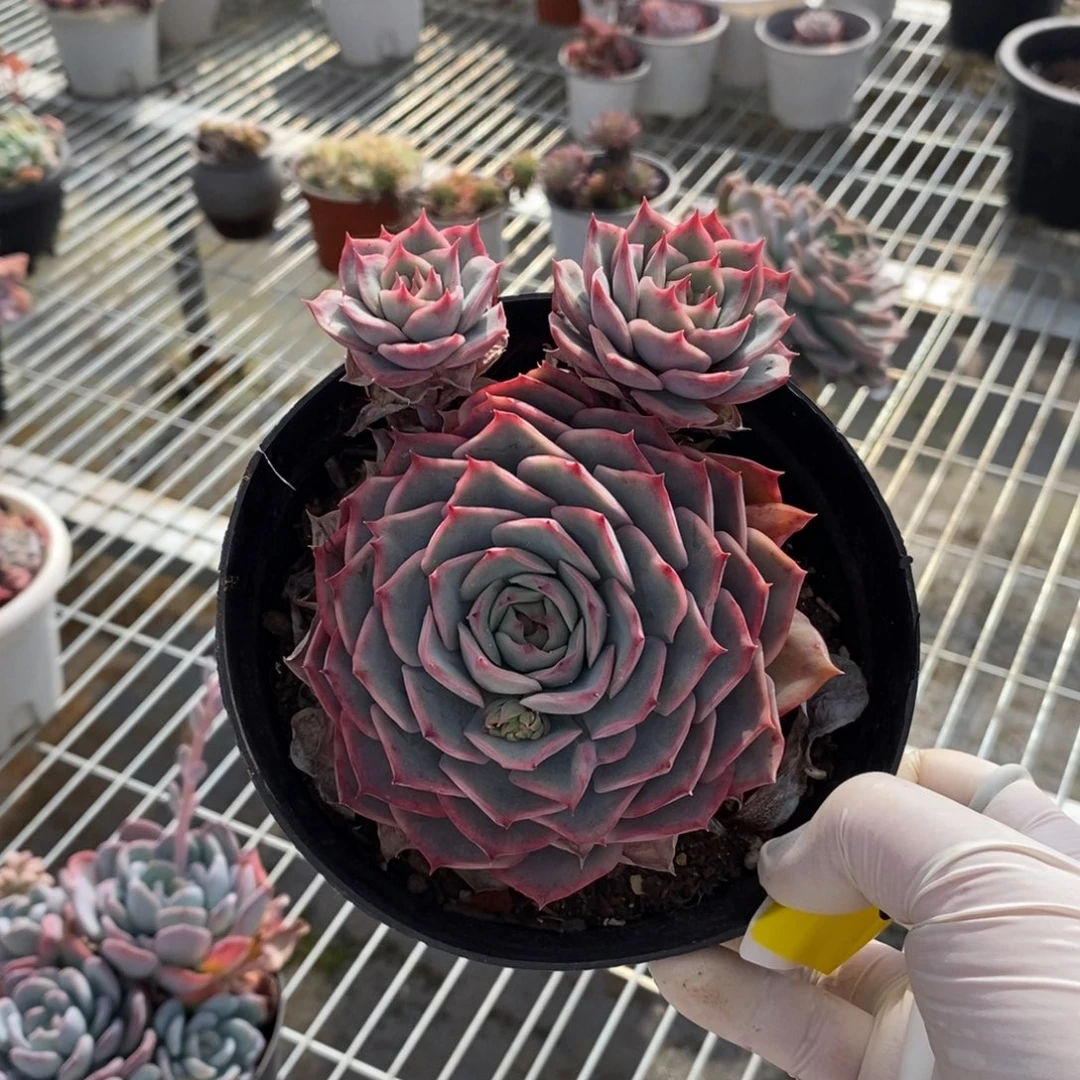 303粉色提示一物一拍