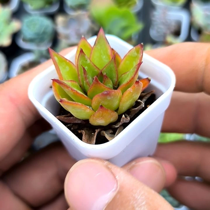 吉赛尔，满7元包邮