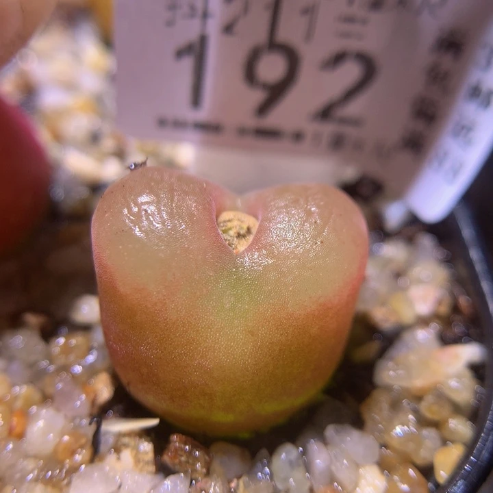 生石花多肉211.192