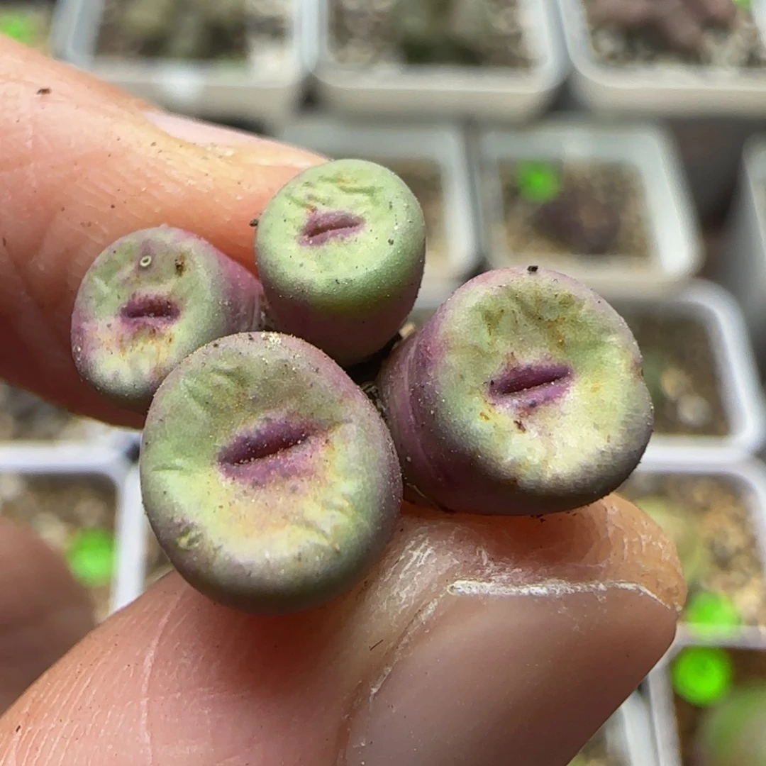 红嘴群多肉植物32