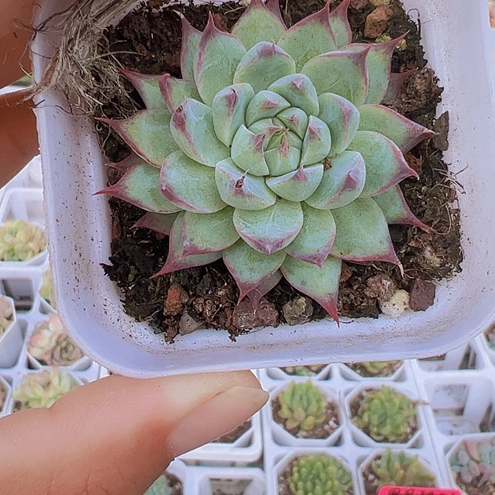 梦瑶多肉植物19包邮
