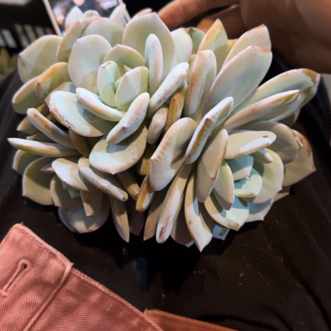 一物一拍奶茶多头群