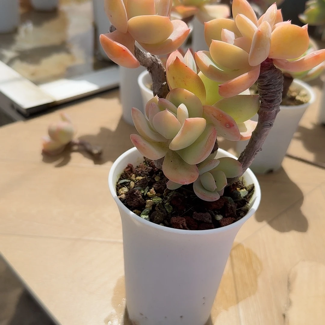 云***扬白凤多肉植物一颗