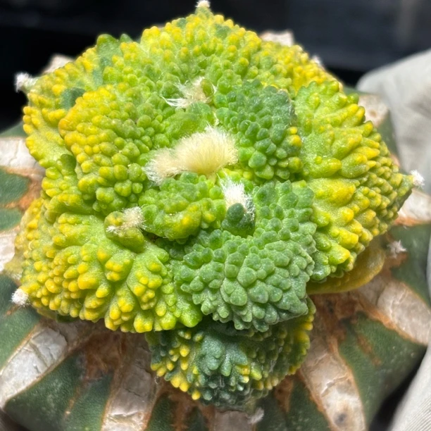 仙人球 一物一拍 草球嫁接 DP846