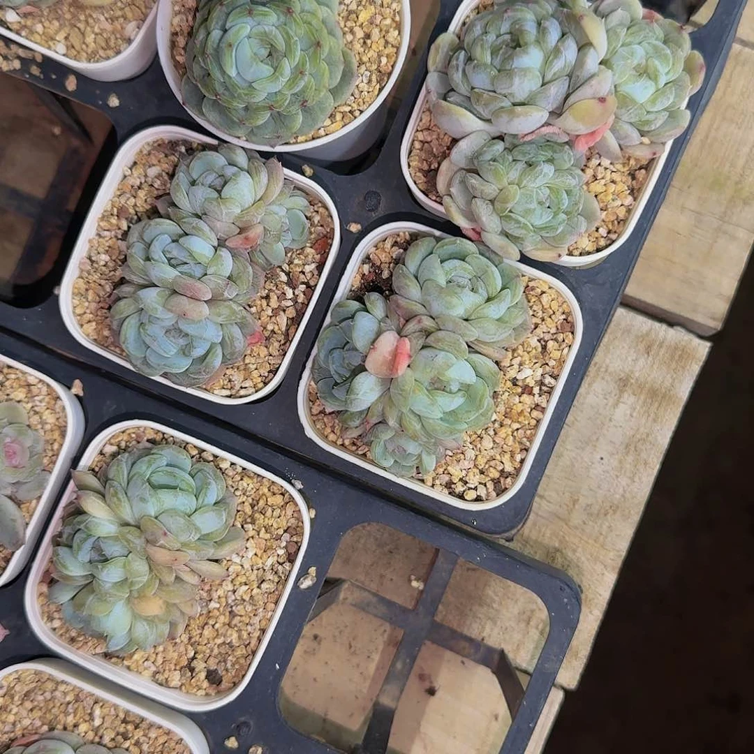 护***克哈哈哈哈哈哈哈