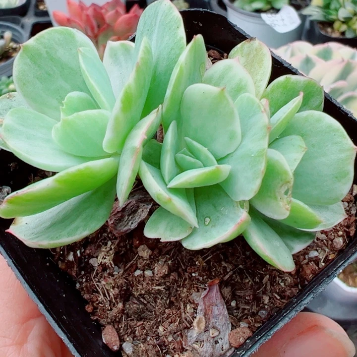 碧桃锦多肉植物多肉