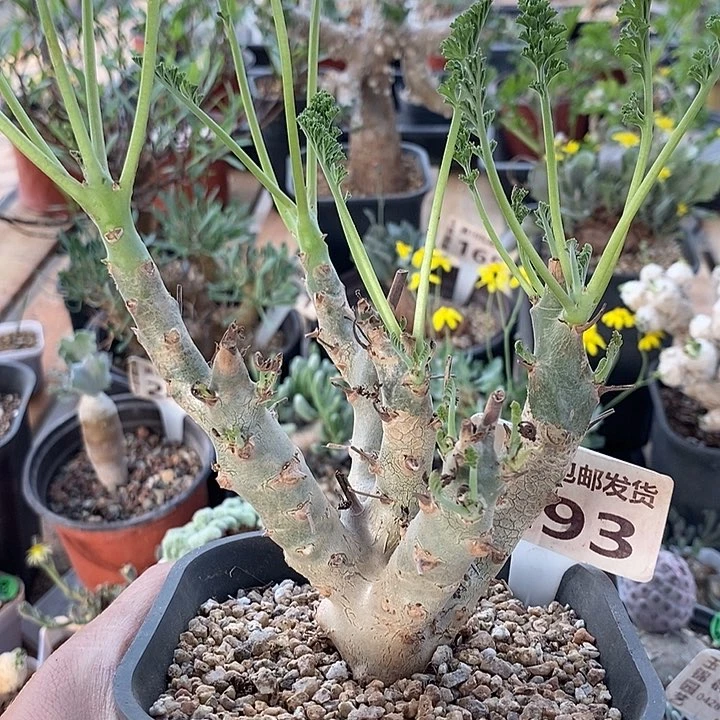 293白皮洋葵一一一一一一一