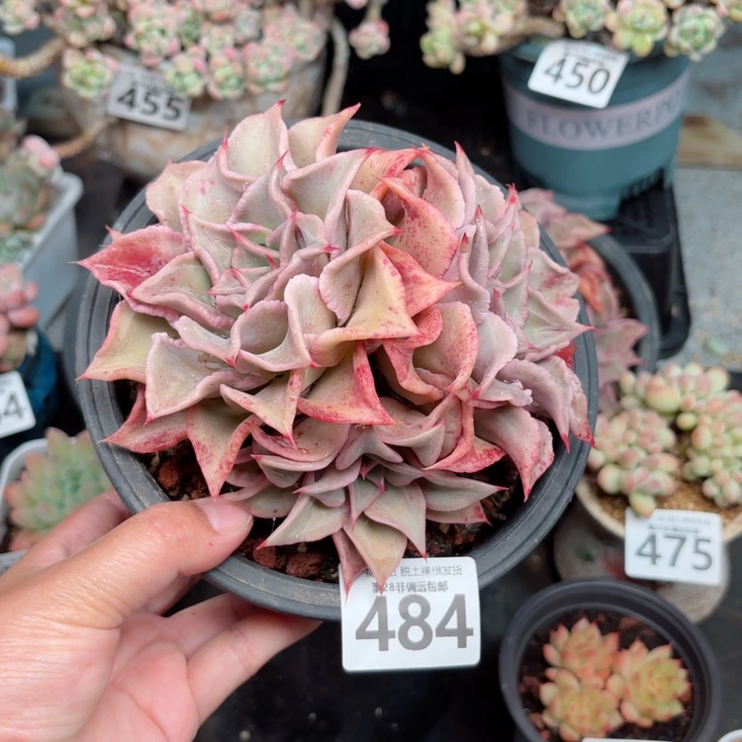 红饺子皮无盆土发货