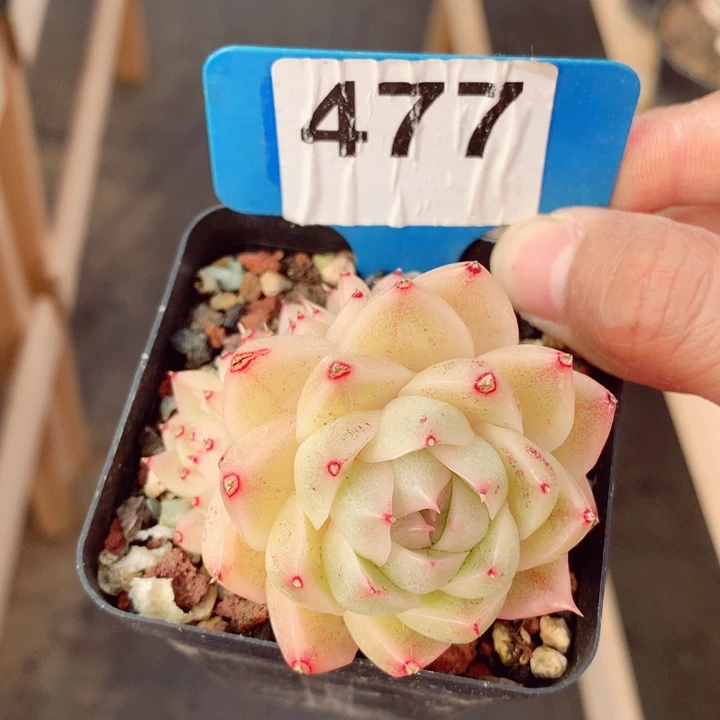 麦秆老桩6cm不包整群