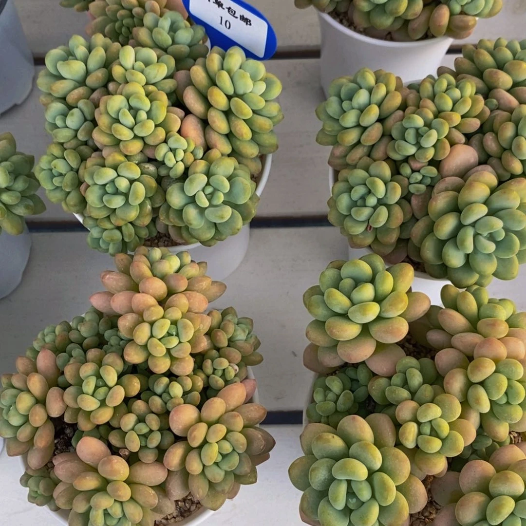 10-精品洛可可多头群一个