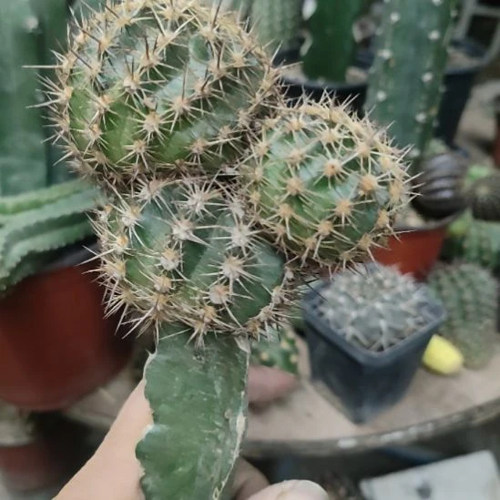 仙人球丽花丘比特带杆特价