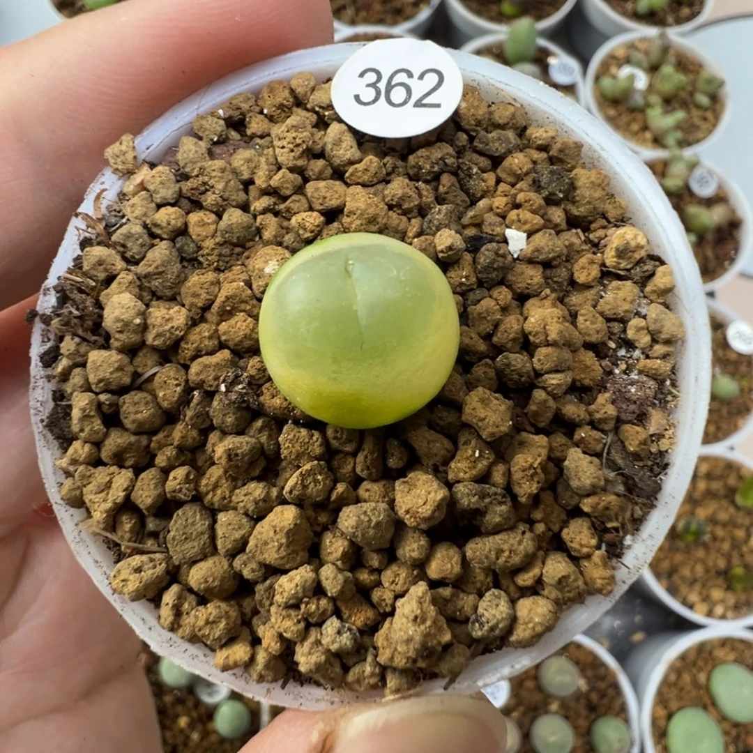 拉登一颗脱土3620000