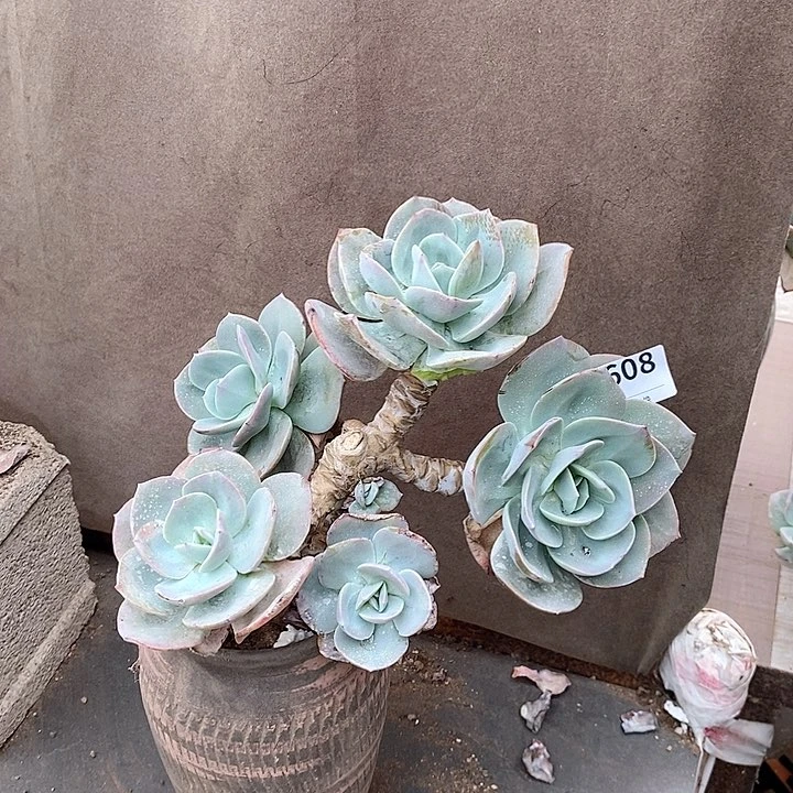 608。。。。。。。。。。，，，，，