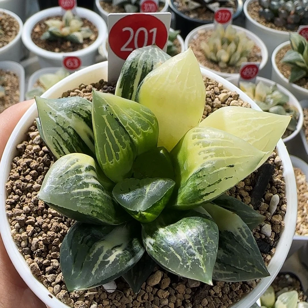 201号实生寿锦一物一拍带盆土