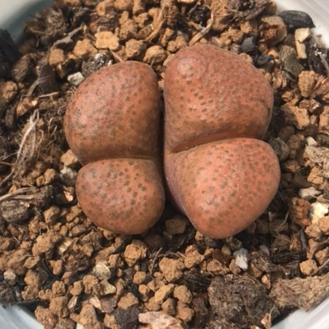 多肉肉锥 蛋糕风铃