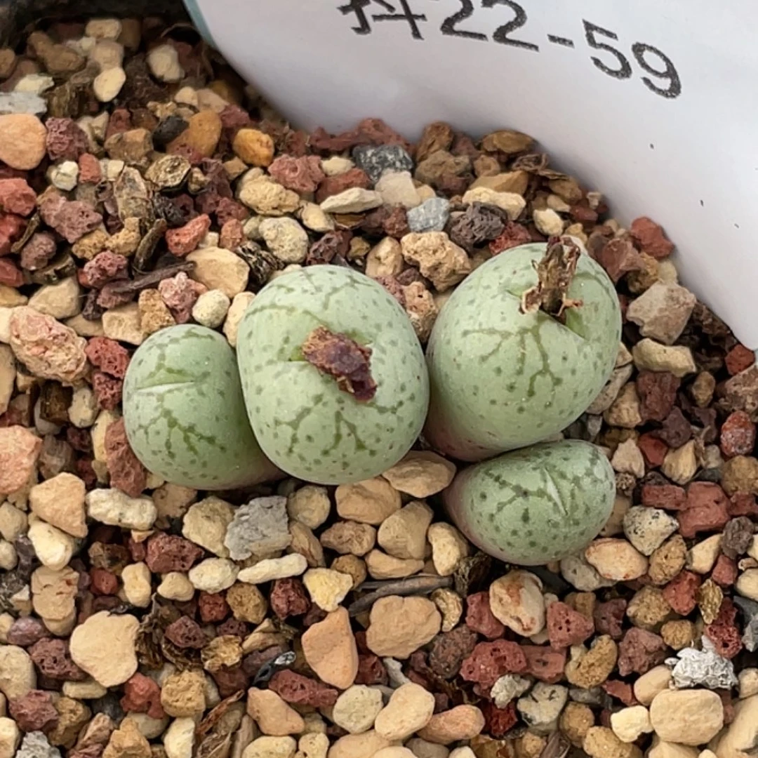 22-59荧光猴多肉植物