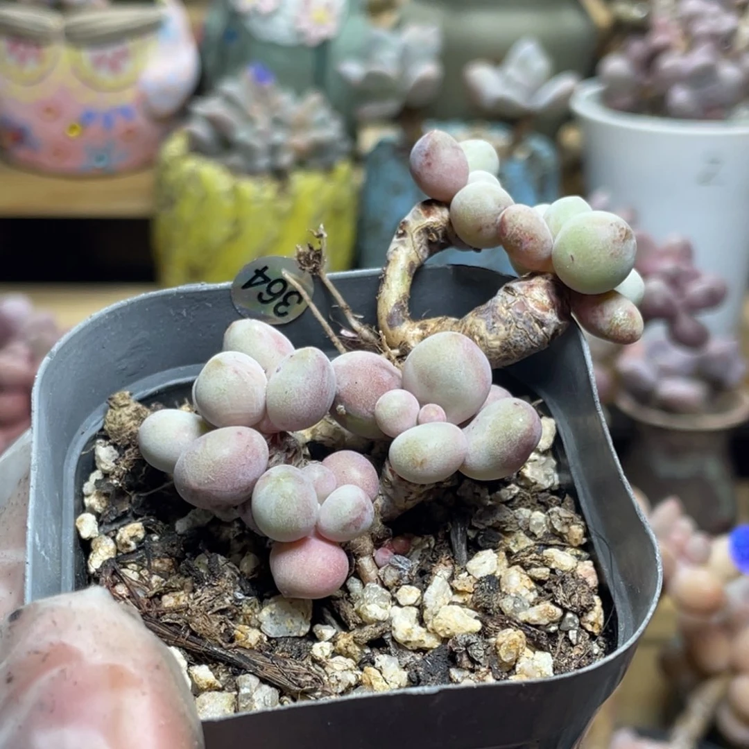 仙子桃花奶酪多肉植物