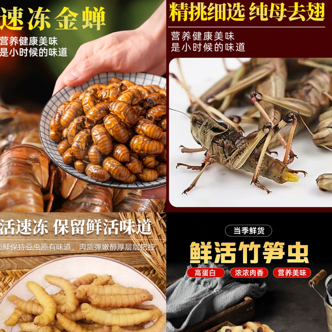 金蝉蚂蚱蜂蛹竹笋虫组合装