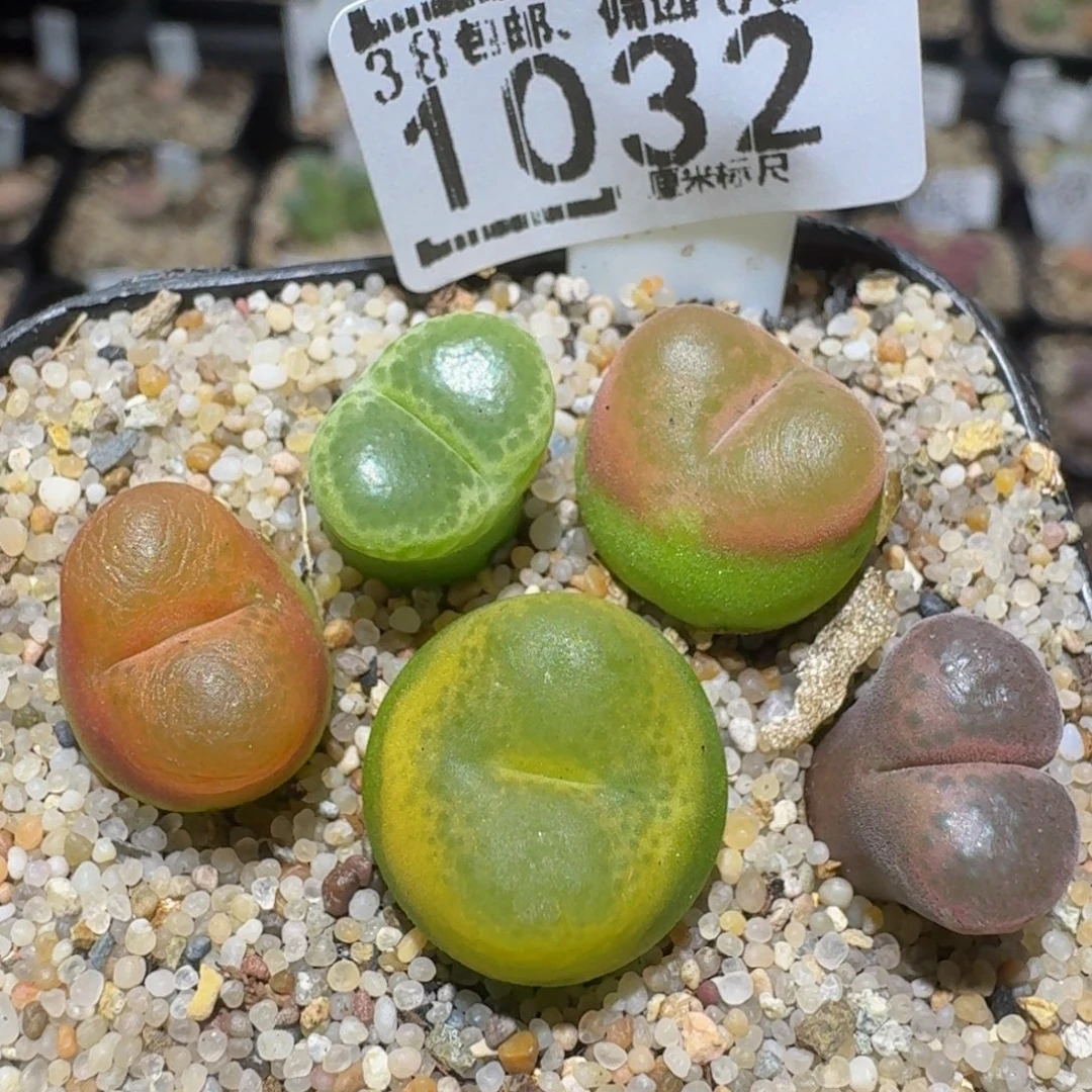 Zzzz精品生石花1032