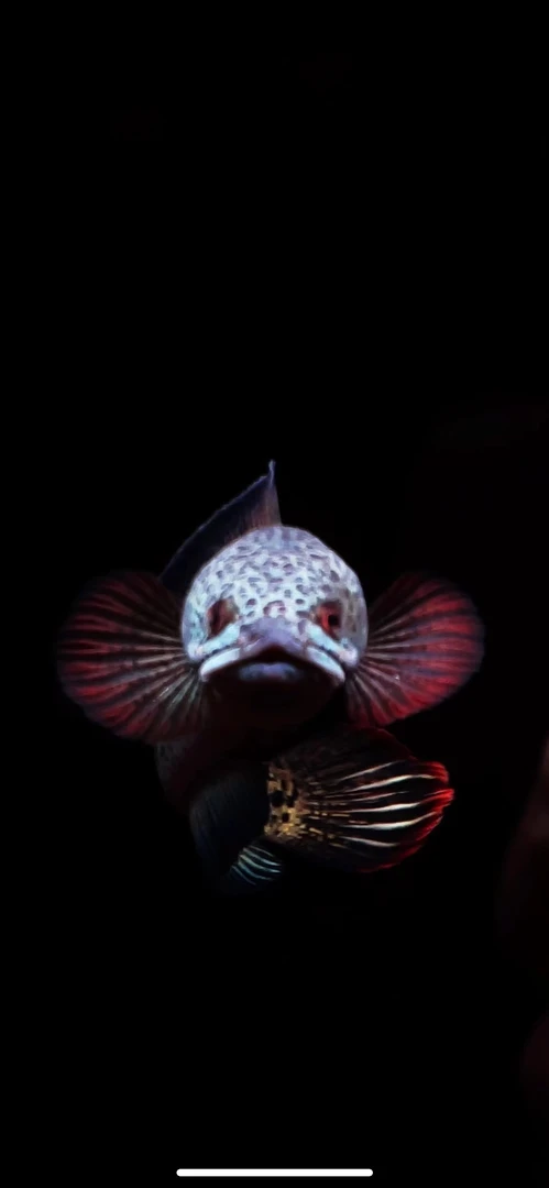 墨总雷龙鱼奶茶黄金眼镜蛇印尼鬼王