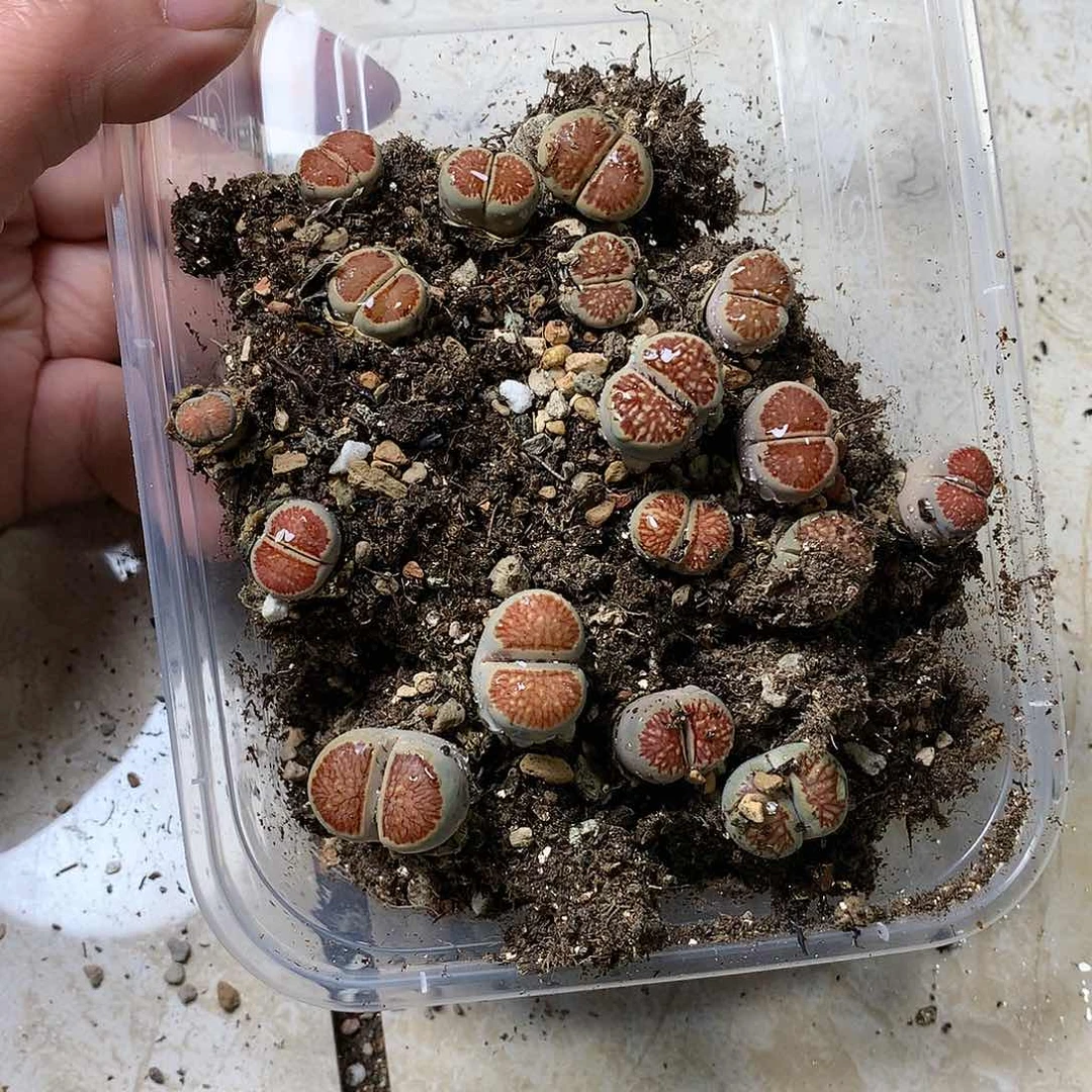 一**过G395多肉植物保护