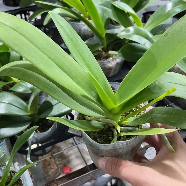 小***贝完全开放蓝星 2.8寸 带花剑
