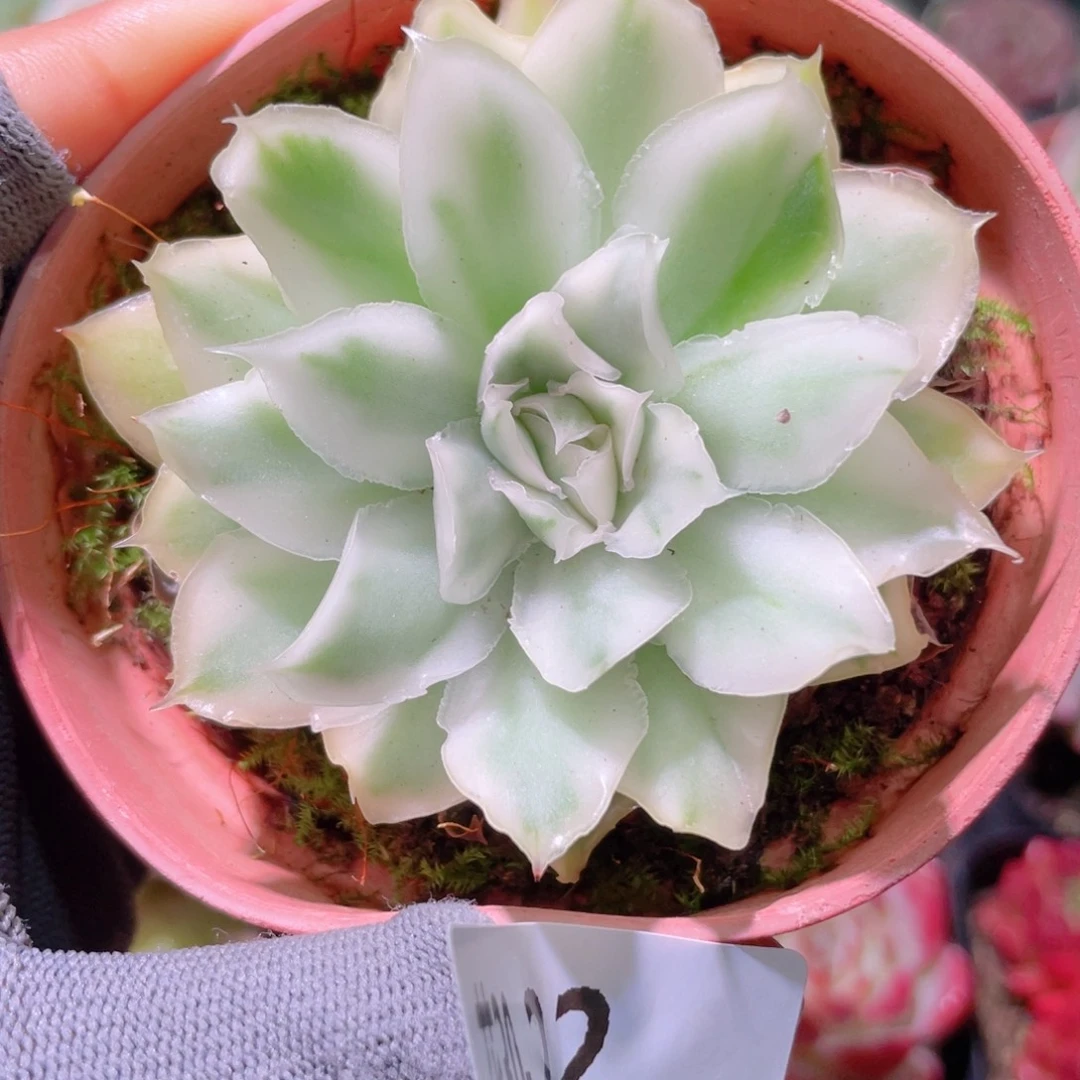 花利美30-22紫蝴蝶锦