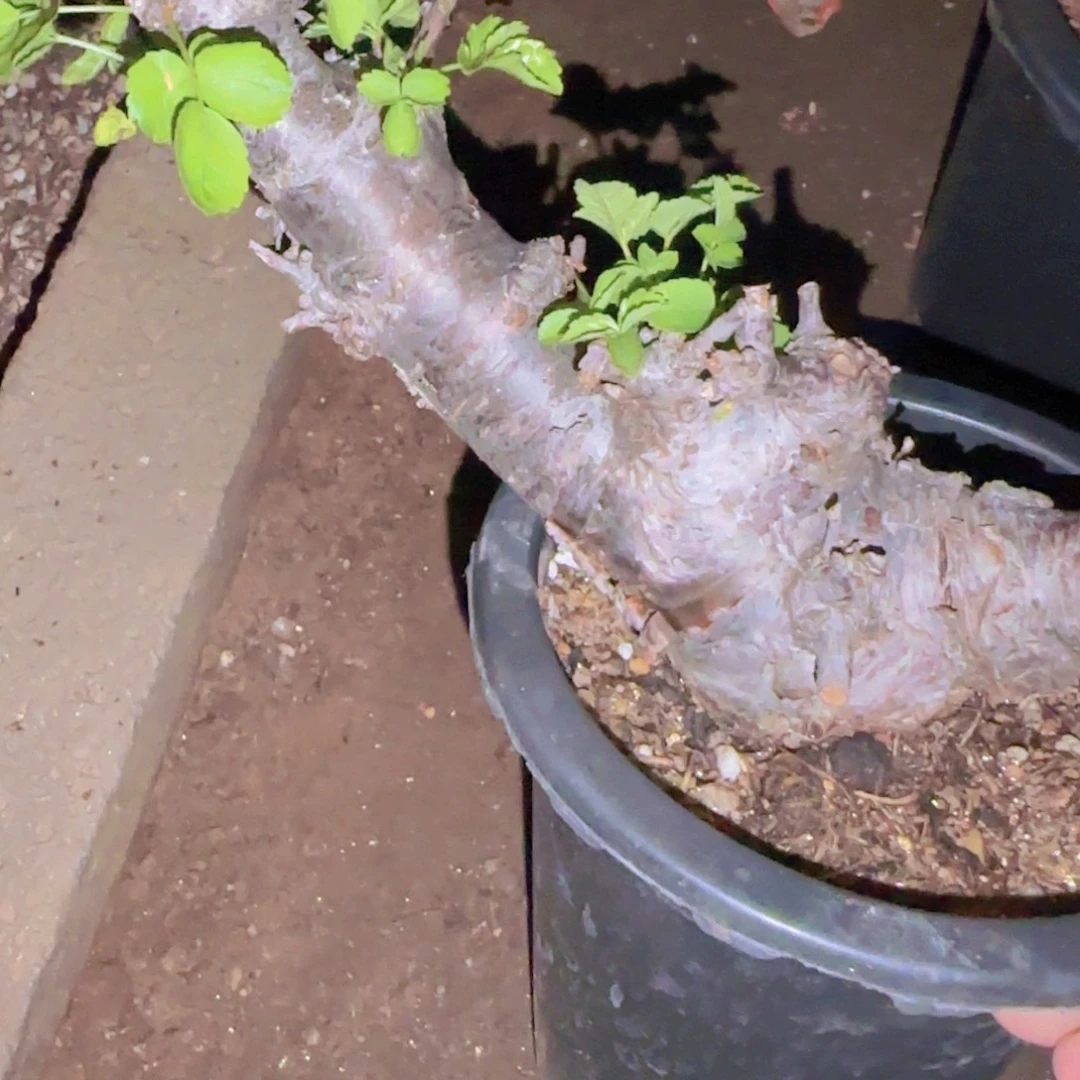 巨***声块根植物块根植物