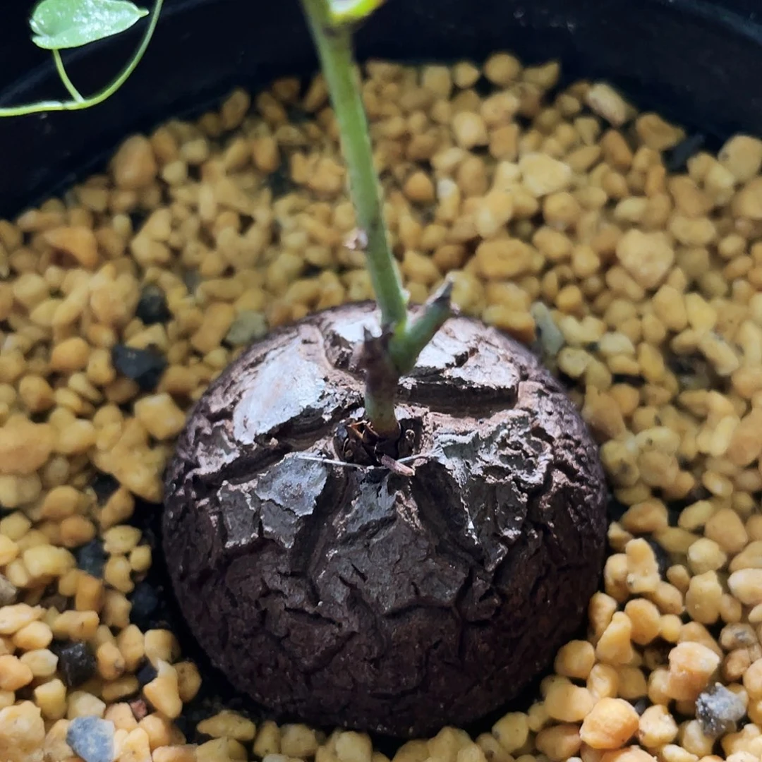 福利 大甲五星纹裂龟