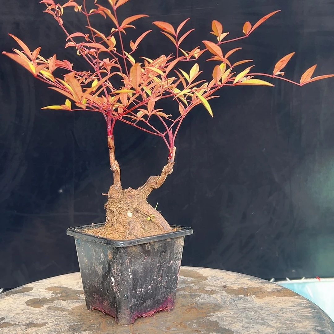 不开花植物00000002