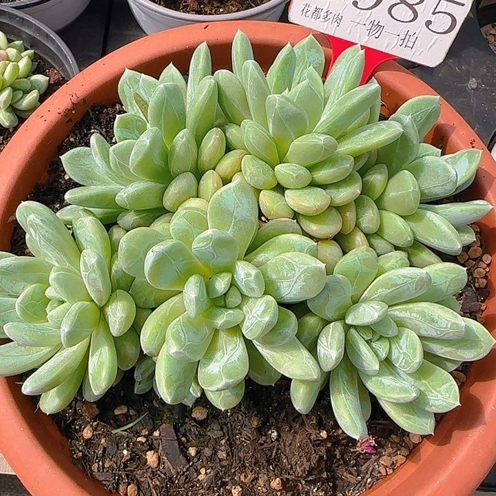 985翡翠多肉植物