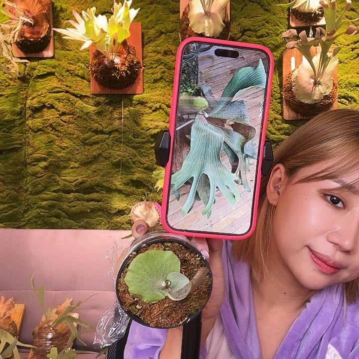 不开花植物tangwang 2 侧