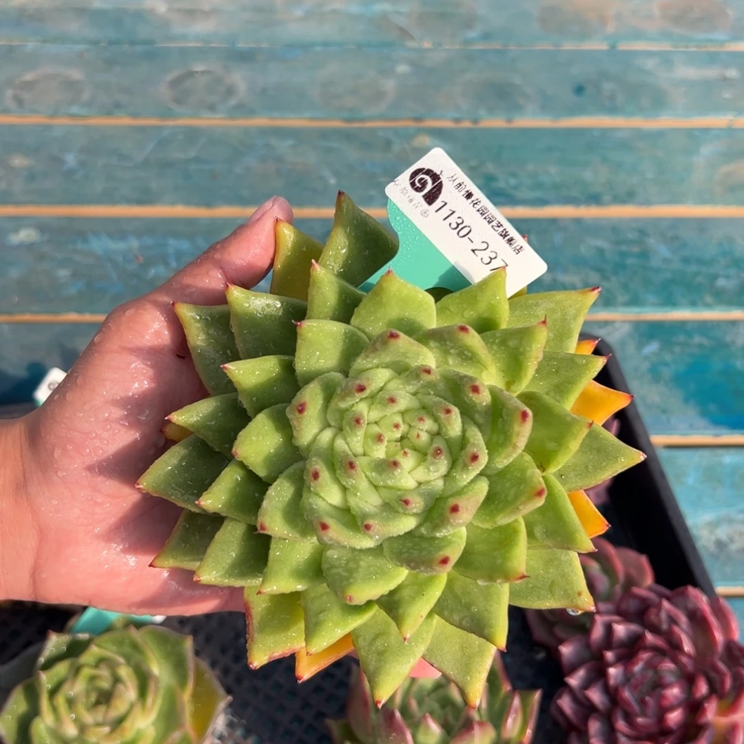 从前慢花园多肉编号1130-237