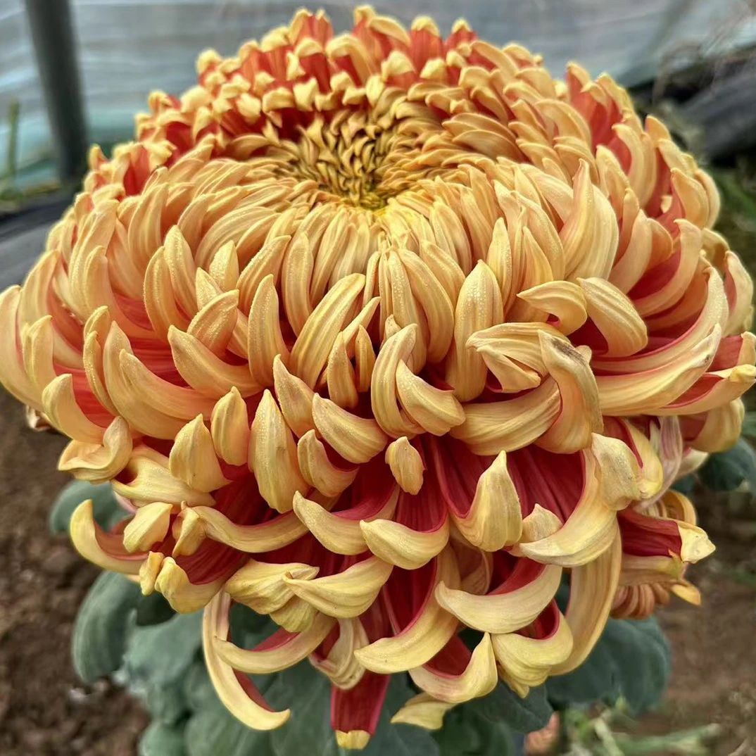 太平红叶，九月大菊多年生草本植物